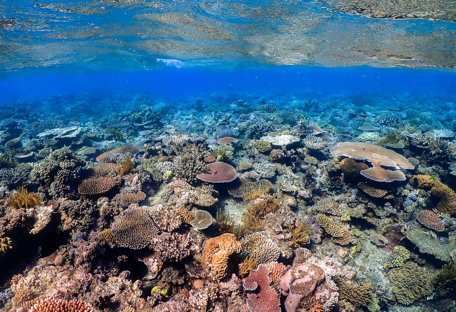 Μεγάλος Κοραλλιογενής Ύφαλος: Η Unesco αλλάζει το στάτους του σε «in danger» και φέρνει δύο χώρες σε διαμάχη