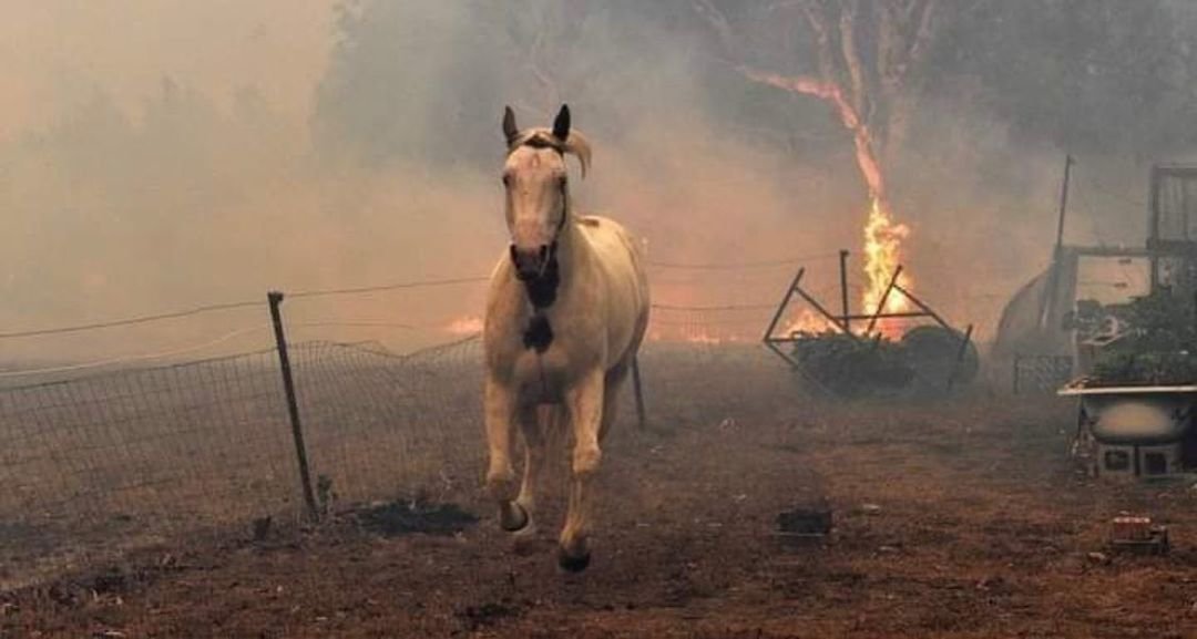 Σε ύφεση η φωτιά στη Βαρυμπόμπη: Υλικές ζημιές και μια τεράστια καμένη έκταση