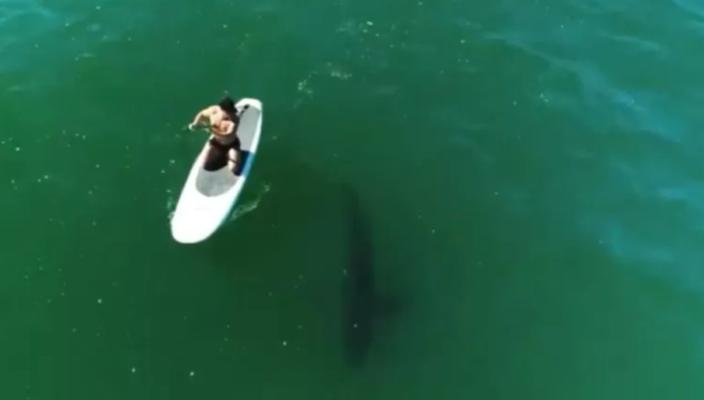 Orlando Bloom: Κάνει sup παρέα με ένα καρχαρία και σπέρνει τον πανικό στα social