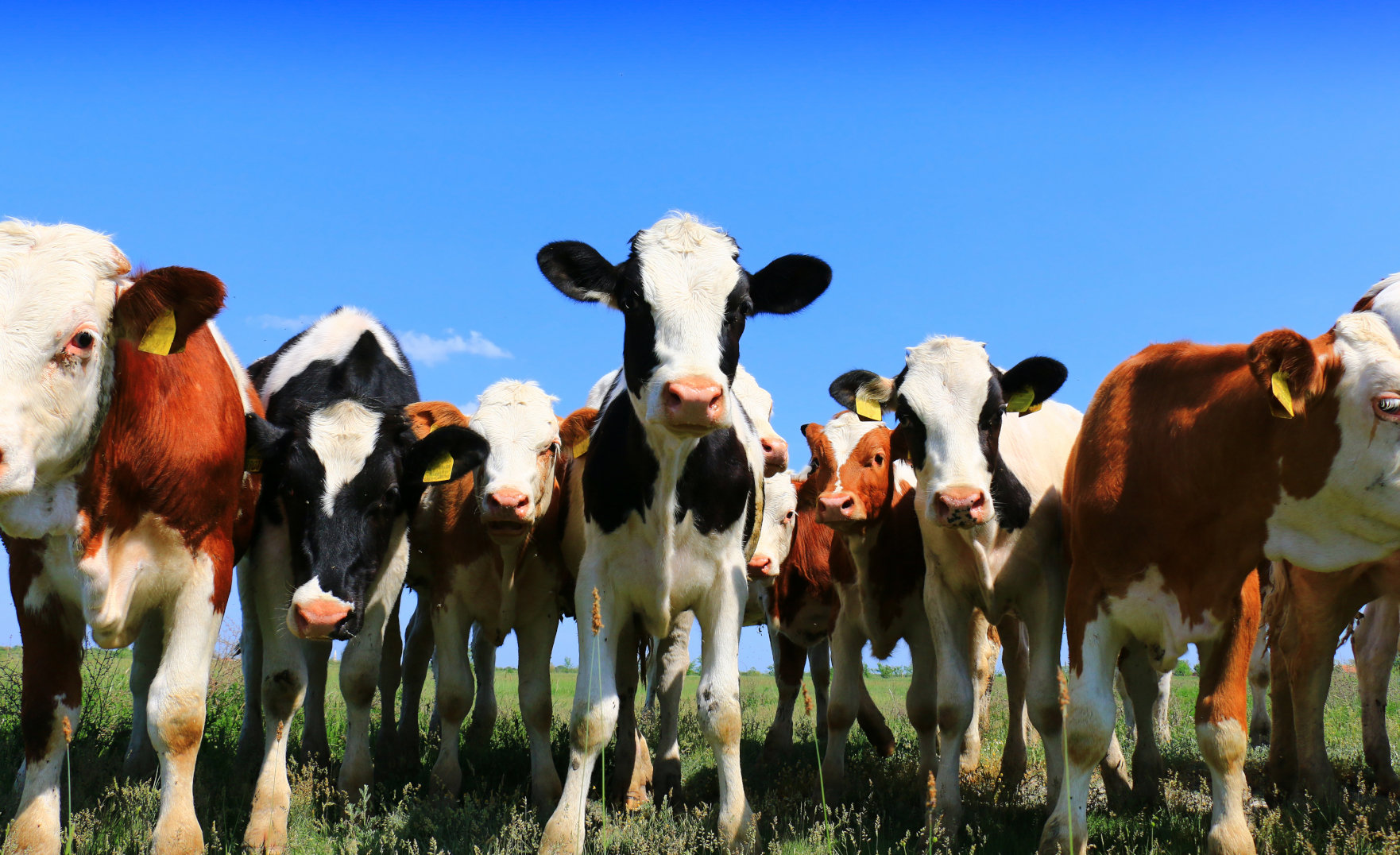 CO2: 20 κτηνοτροφικά brands ρυπαίνουν περισσότερο από τα 3 μεγαλύτερα κράτη της Ευρώπης