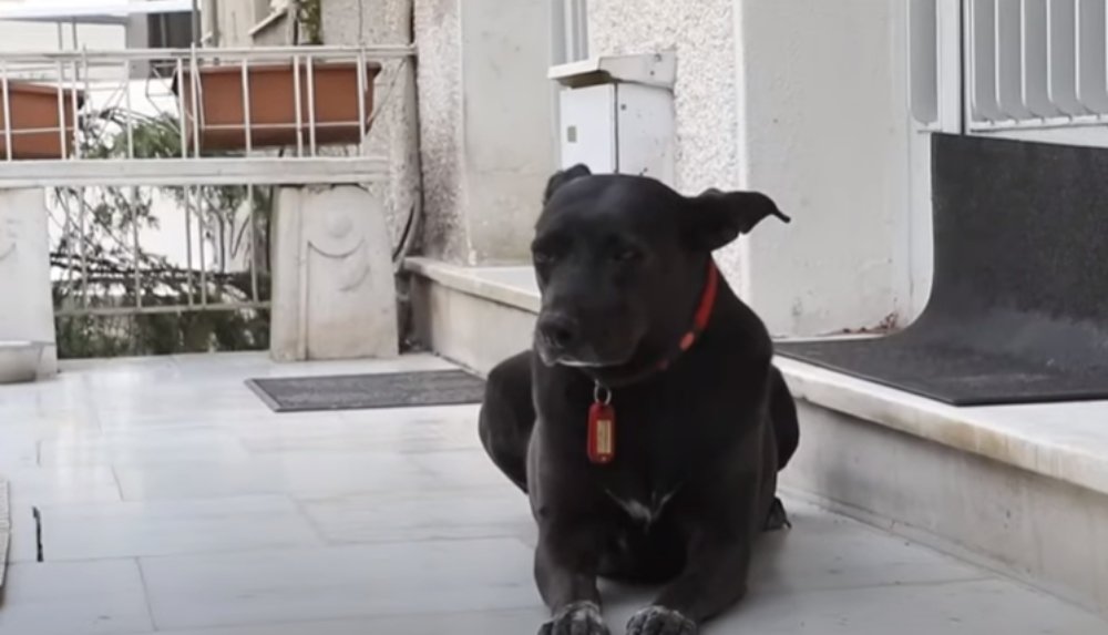 Η σκυλίτσα του Μίκη Θεοδωράκη: Την φρόντιζε 5 χρόνια – Έμεινε στην πόρτα του μέχρι το τέλος