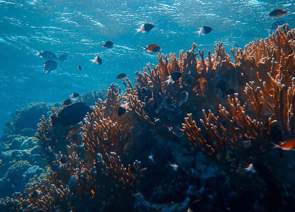 Ocean Photography Awards 2021: Η φωτογραφία με τον ιππόκαμπο του Νικόλα Σαμαρά  που διεκδικεί την πρωτιά