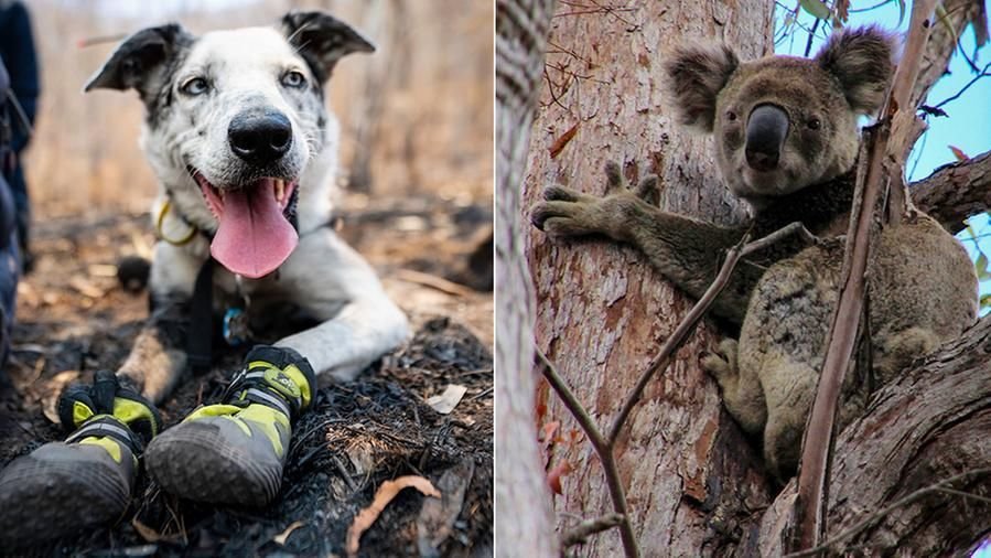 Bear: Βραβεύτηκε ο σκύλος που έσωζε κοάλα στη φλεγόμενη Αυστραλία το 2020