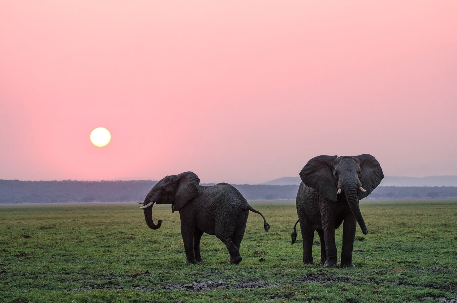 Ζιμπάμπουε ελέφαντες