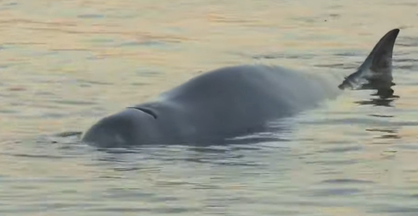 Βρέθηκε μικρή φάλαινα στον Άλιμο: «Το ζώο υποφέρει αυτή τη στιγμή» – Χτυπήθηκε από προπέλα