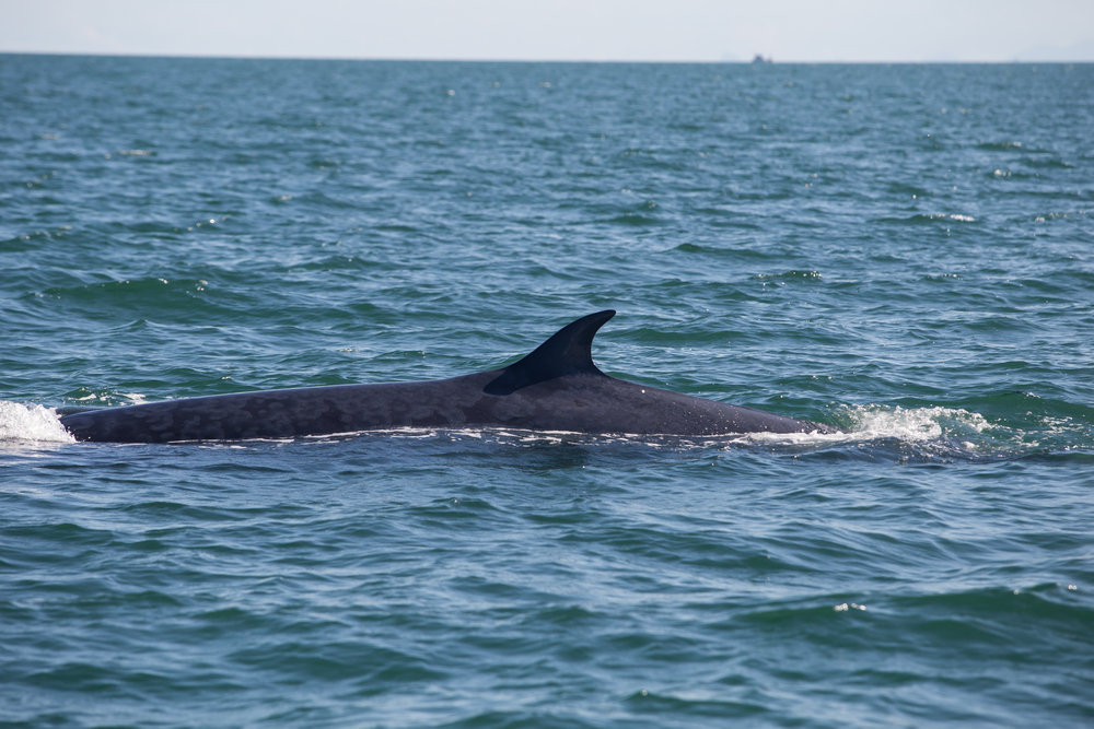 Άλιμος: Έβγαλαν στ΄ανοιχτά τη φάλαινα ζιφιό, βρέθηκε στη Σαλαμίνα – Διασώστρια του τραγουδά για να τον κρατήσει στη ζωή