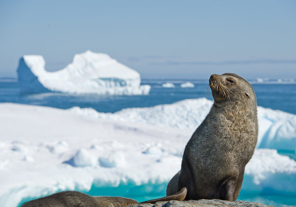 Ανταρκτική: Οι πάγοι λιώνουν, η βλάστηση αυξάνεται – Τι προμηνύεται για το μέλλον του πολικού οικοσυστήματος