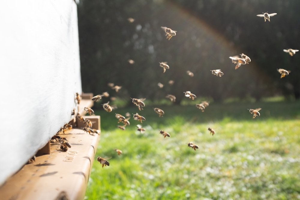 Καναδάς: 5.000.000 μέλισσες σκορπούν τον τρόμο στο Τορόντο