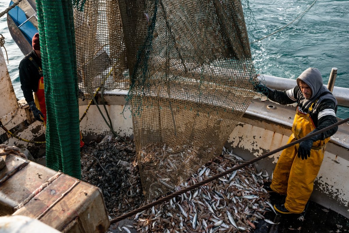 Εκατομμύρια τόνοι νεκρών ψαριών: Το επικίνδυνο πρόβλημα της αλιείας για τη θαλάσσια ζωή
