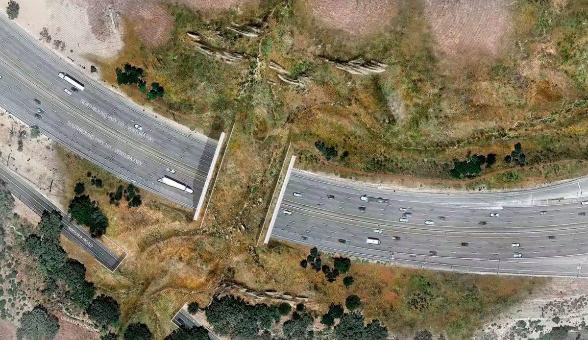 Καλιφόρνια: Αυτή είναι η μεγαλύτερη γέφυρα στον κόσμο για να τη διασχίζουν τα άγρια ζώα