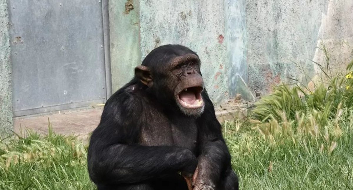 Αττικό Ζωολογικό Πάρκο: Έντονες αντιδράσεις για την θανάτωση του χιμπατζή – Η στιγμή που το σκάει