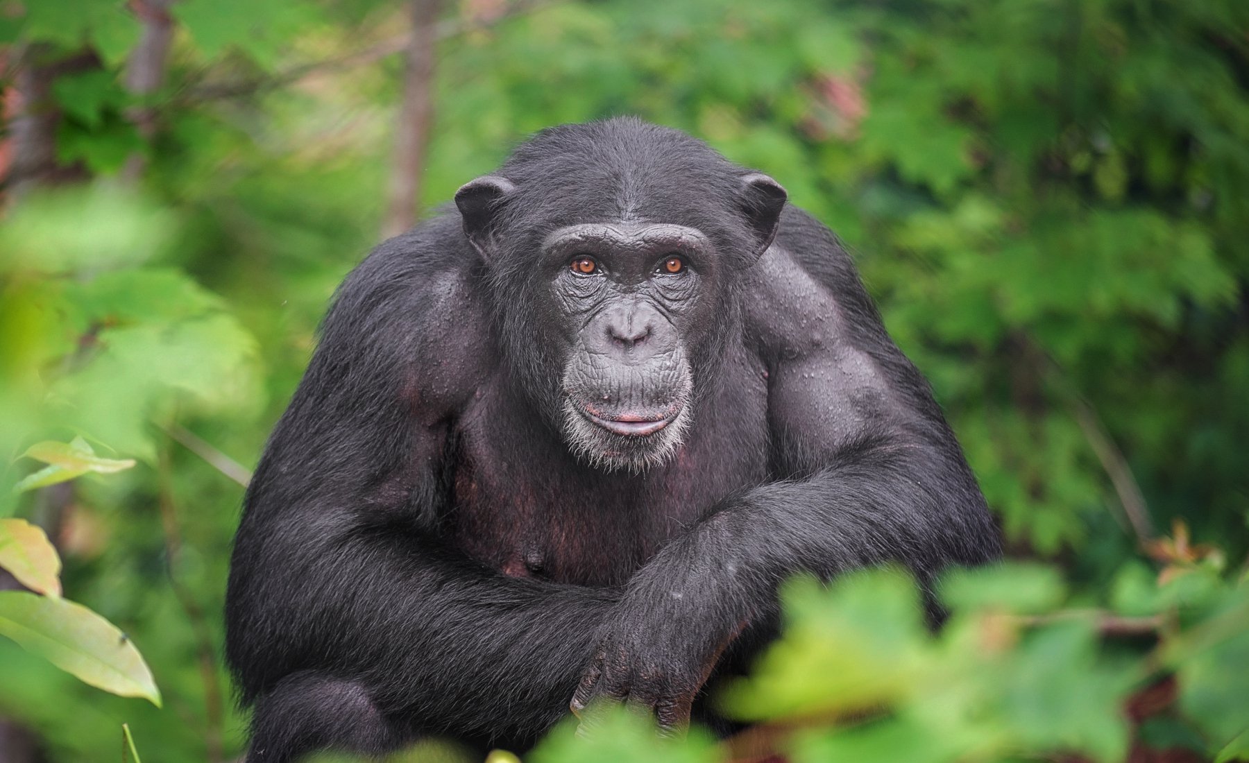 Ο χιμπατζής, το Αττικό «Βασανιστήριο» Πάρκο και τα «αυγά που πρέπει να σπάσει» το κράτος