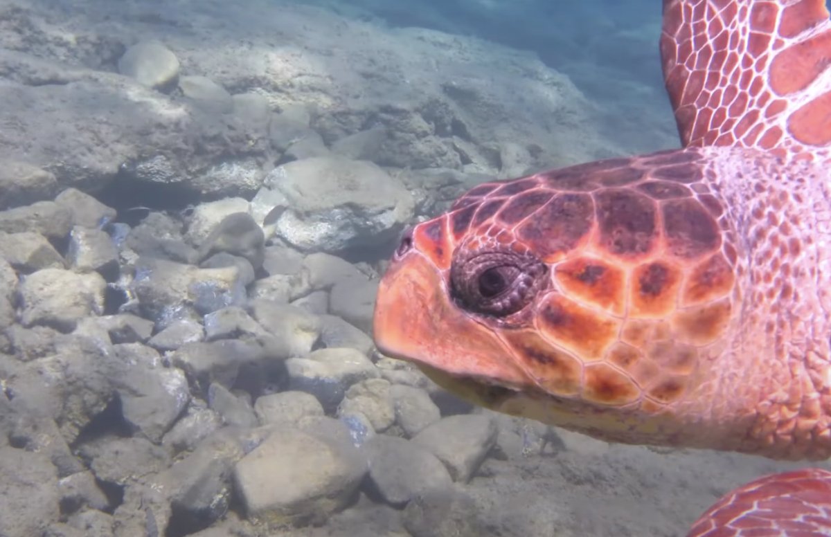 Χελώνα εξολοθρευτής: Καθάρισε σε μισή ώρα παραλία της Νάξου – Έφαγε 100 μέδουσες