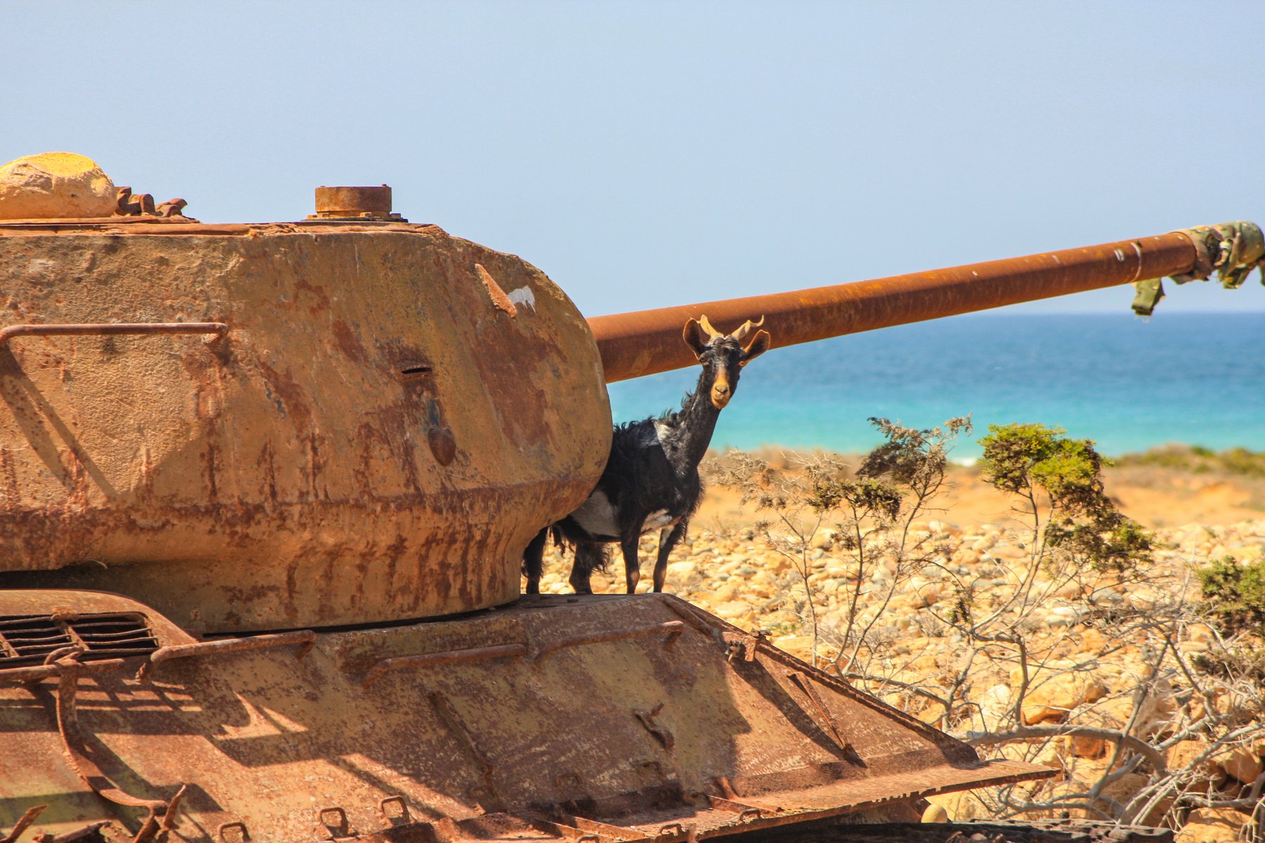 Η Goat των goats: Κατσίκα ανατινάζει Ρώσους στρατιώτες πατώντας χειροβομβίδα