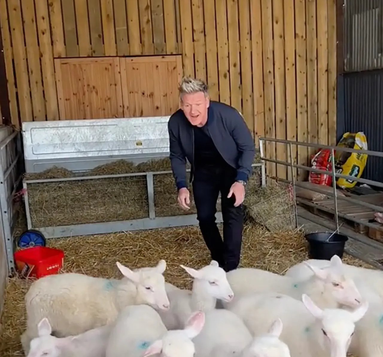 Gordon Ramsay: Στο «στόχαστρο» μετά το βίντεο στο TikTok όπου φαίνεται να επιλέγει ένα αρνί για να το σφάξει