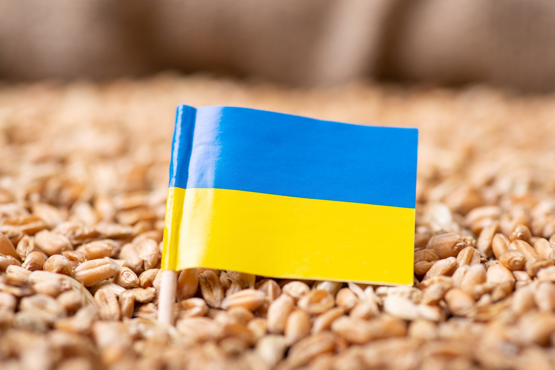 Σχολή Οικονομικών του Κιέβου: Η Ρωσία κλέβει και εξάγει παράνομα τεράστιες ποσότητες σιτηρών