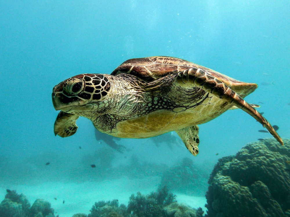Ιαπωνία: 30 θαλάσσιες χελώνες βρέθηκαν σχεδόν νεκρές με τραύματα στον λαιμό – Πού μπορεί να οφείλονται