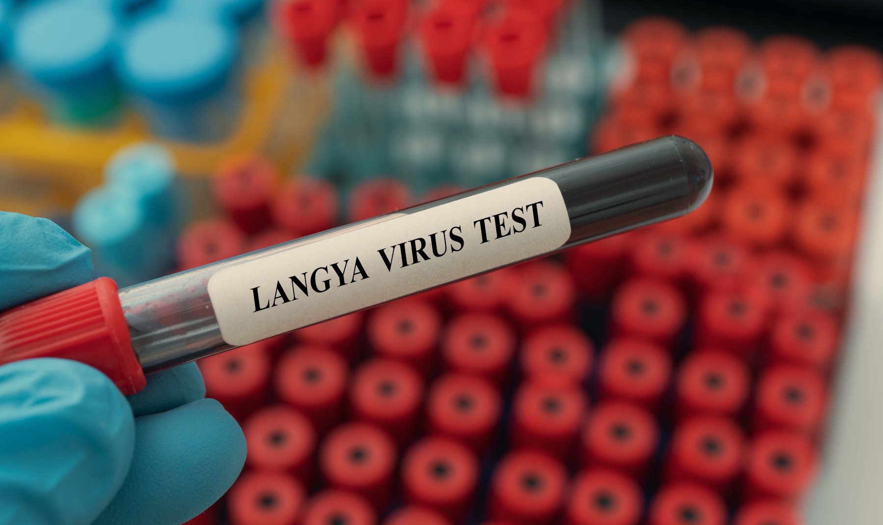 Langya: Τι δείχνει για την ευκολία μετάδοσης από τα ζώα στους ανθρώπους ο νέος ιός