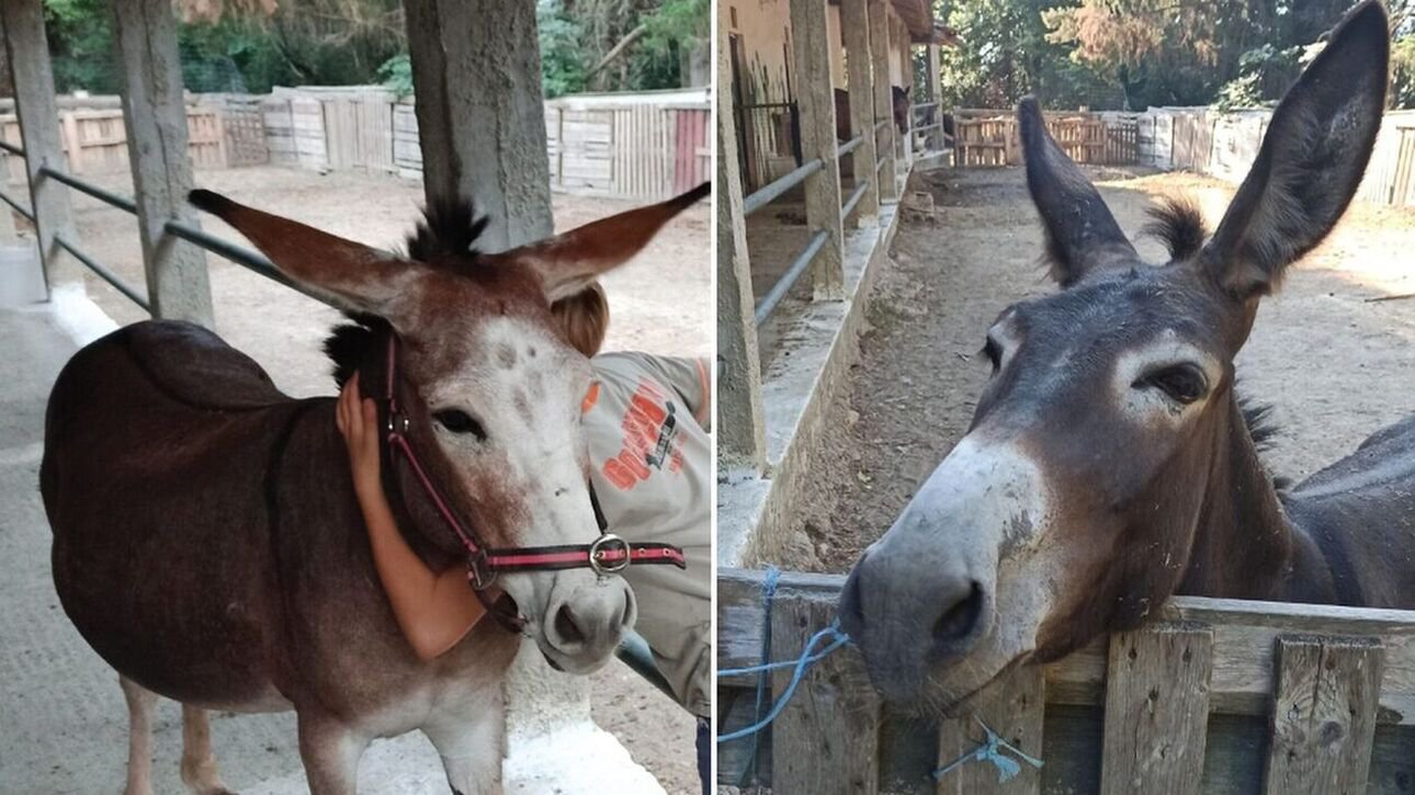 Χαμόγελο του Παιδιού: Εκλάπησαν τα γαϊδουράκια που έκαναν συντροφιά στα παιδιά