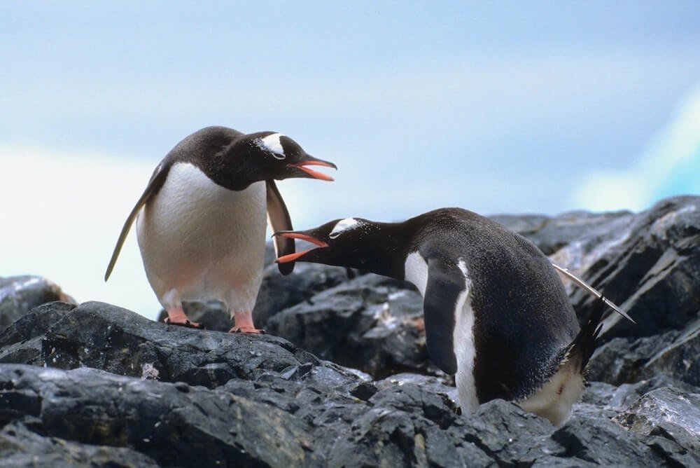 πιγκουίνοι, Ανταρκτική