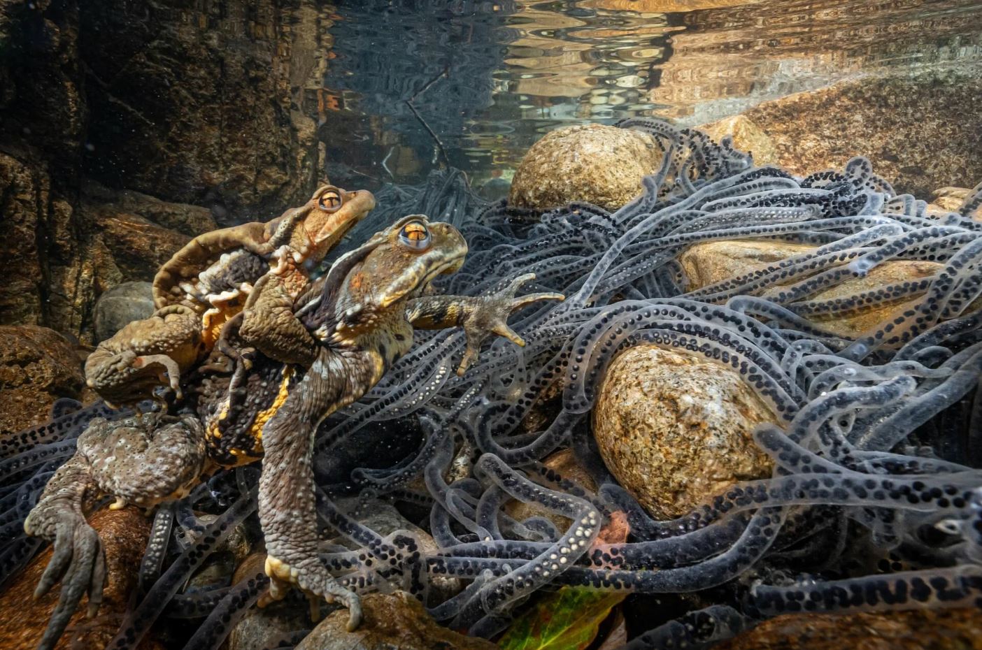 Nature: Αυτές είναι οι βραβευμένες φωτογραφίες για το 2022 Nature