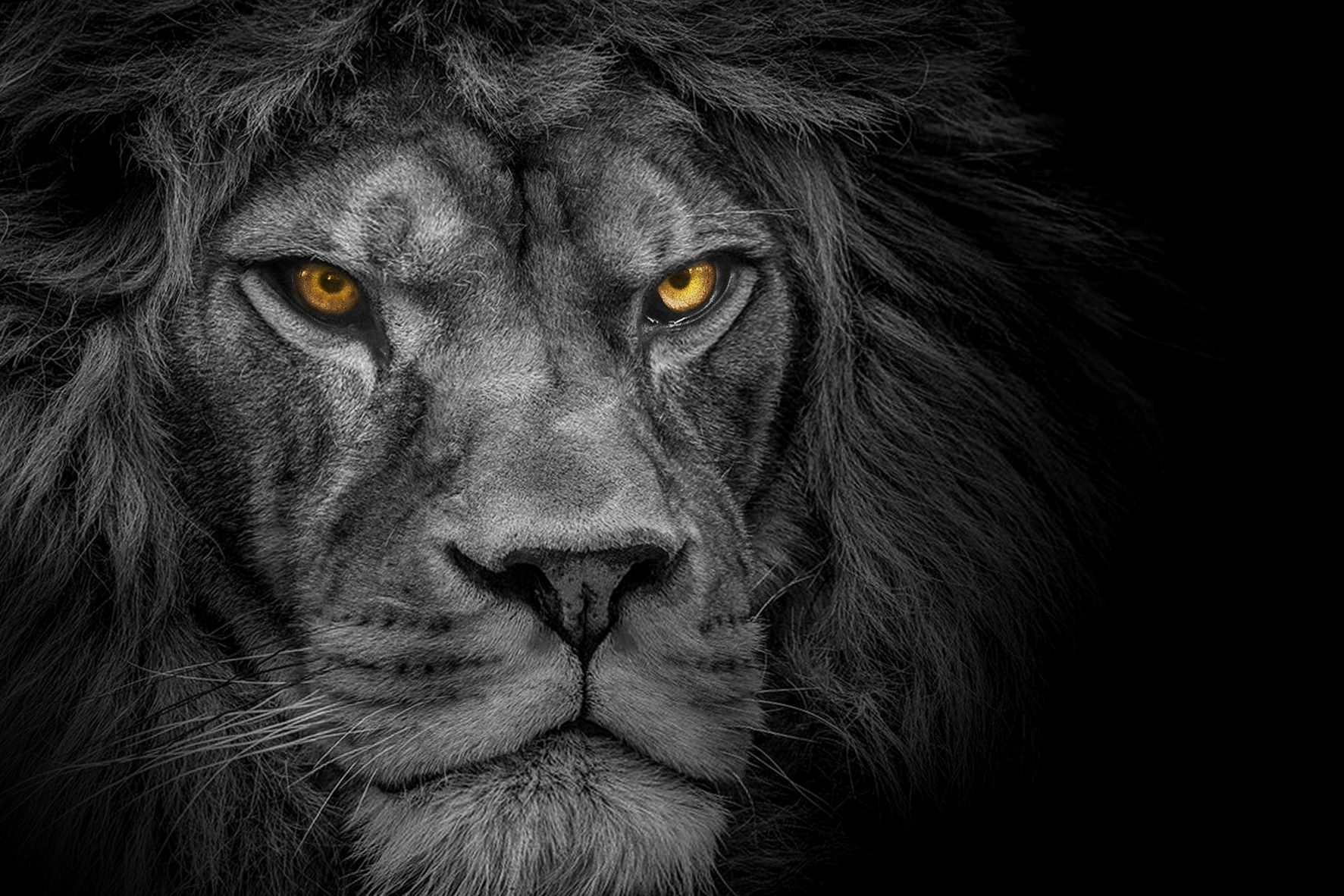 Η συμμορία Lions: Tο στίγμα της νέας γενιάς μαφίας