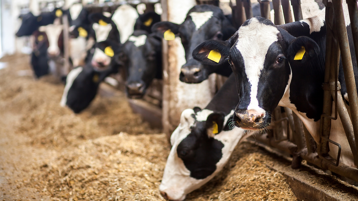 Κλιματική κρίση: Η παραγωγή κρέατος, γαλακτοκομικών και ρυζιού την επιδεινώνουν