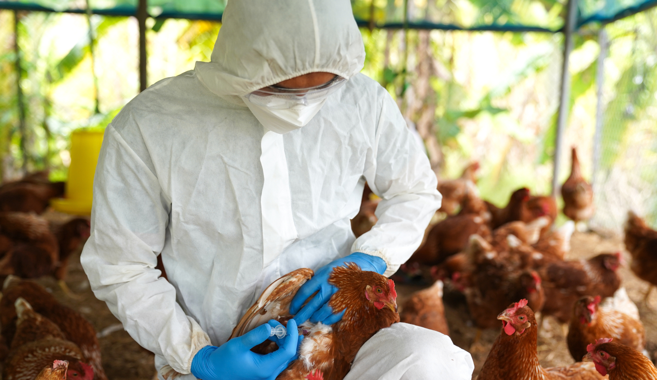 Ανησυχία για την εξάπλωση της γρίπης των πτηνών στη Γαλλία