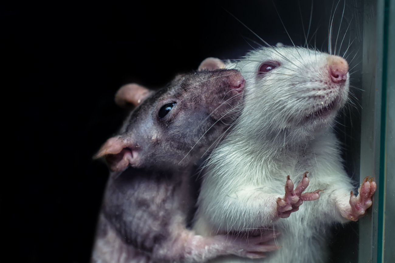 Επιστήμονες εκτρέφουν με επιτυχία ποντίκια από δύο πατέρες