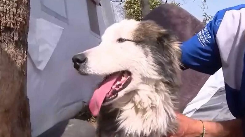Συγκινητικό βίντεο: Σκύλος ανασύρθηκε ζωντανός 23 ημέρες μετά τον σεισμό στην Τουρκία