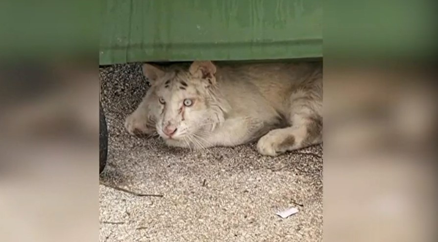 Λε Σουέρ: Το τιγράκι είναι παράλυτο στα πίσω άκρα, δεν έχει πολλές ελπίδες να ζήσει