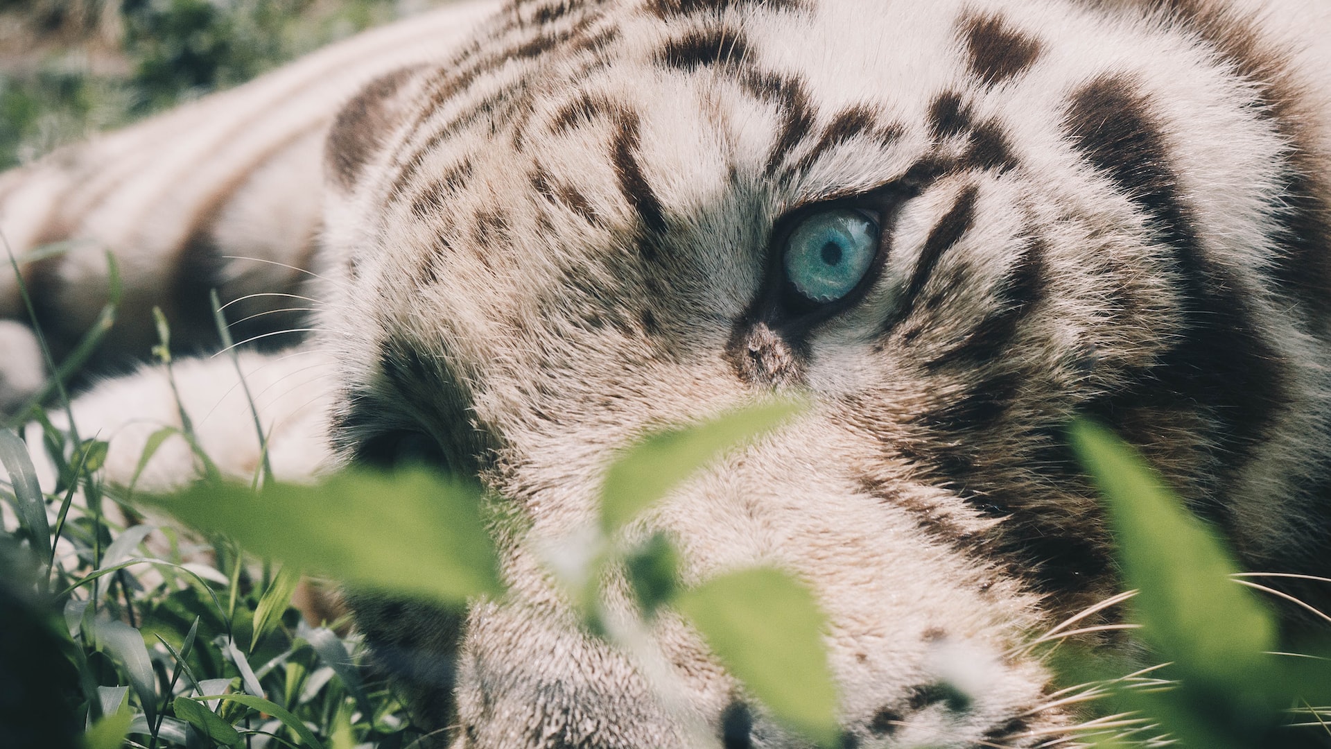 Λευκή τίγρης βρέθηκε παρατημένη στα σκουπίδια του Αττικού Ζωολογικού Πάρκου