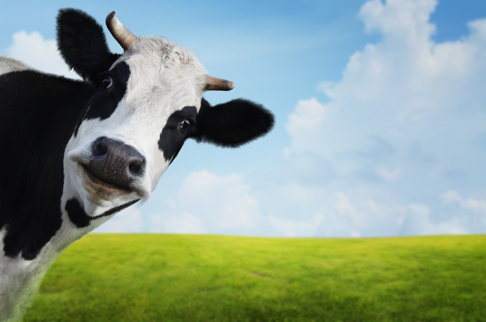 Κλιματική κρίση και αγελάδες: Εκτρέφονται για να ρεύονται λιγότερο… μεθάνιο και να είναι πιο φιλικές στο περιβάλλον