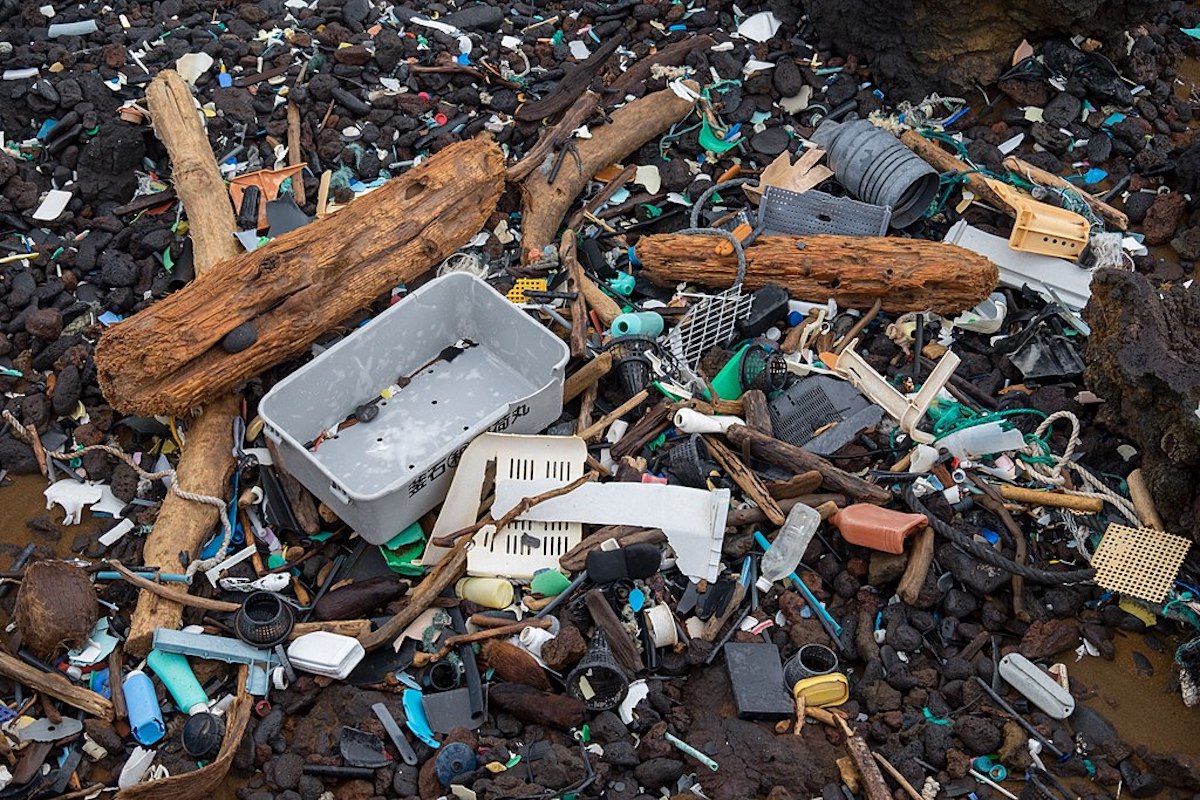 Ειρηνικός Ωκεανός: Πώς αναπτύχθηκε ολόκληρο οικοσύστημα μέσα στα πλαστικά σκουπίδια