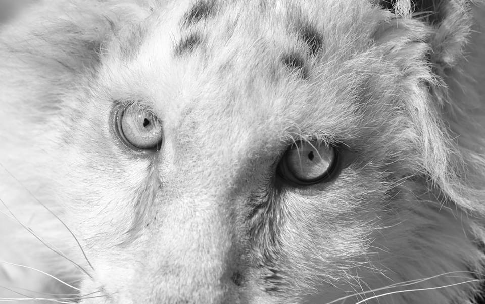 Αττικό Ζωολογικό Πάρκο: Έγινε ευθανασία στο τιγράκι Χασίγια