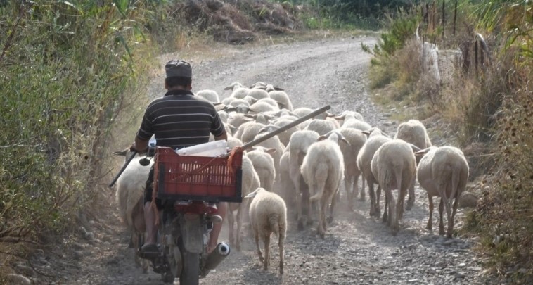 Βοσκοί ξυλοκόπησαν οδηγό που ήθελε να περάσει ανάμεσα από τα πρόβατα