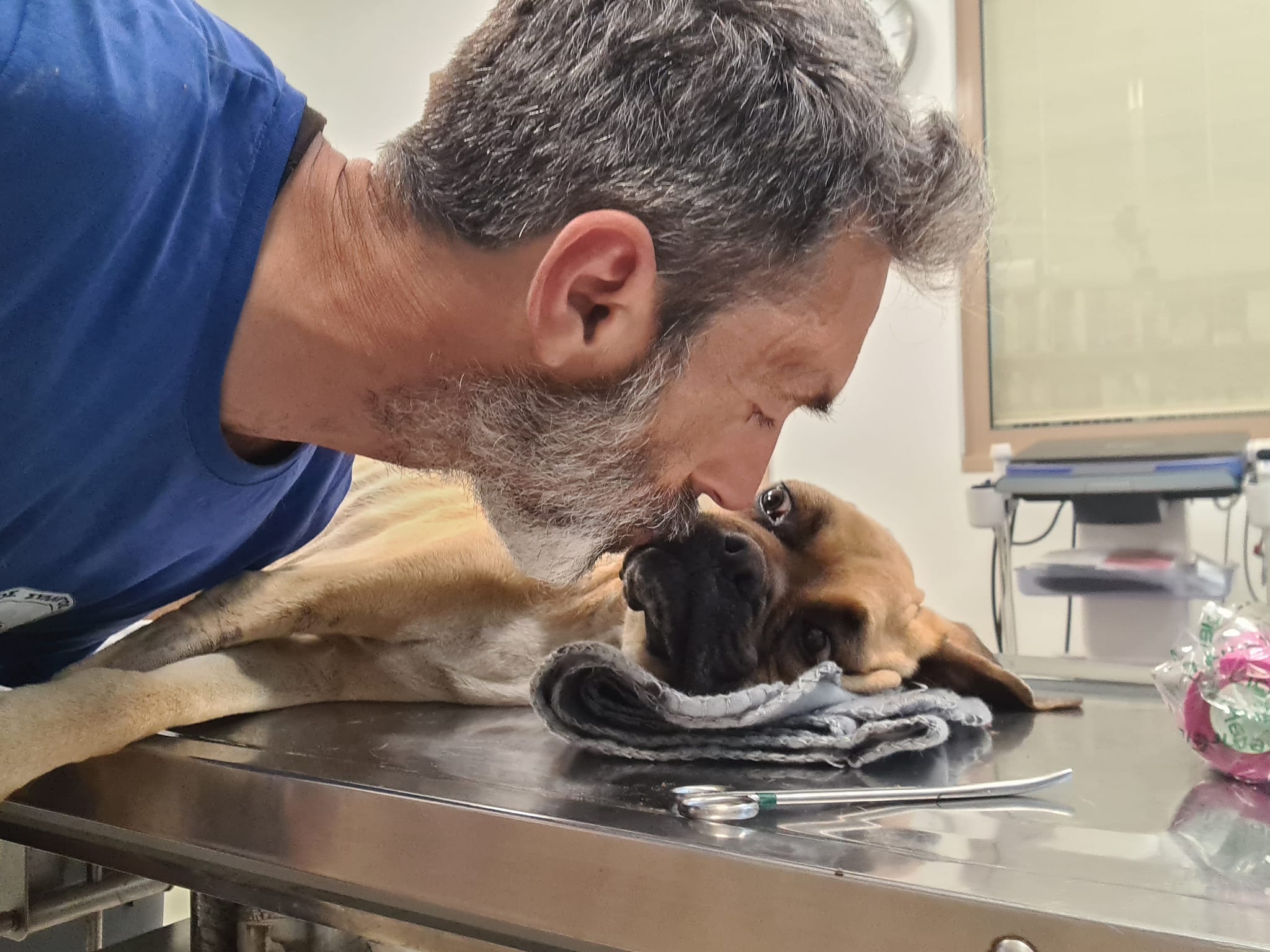 Ηλεία: Πέθανε η Νίκη, το σκυλί που βρέθηκε σκελετωμένο και αλυσοδεμένο στη Ζαχάρω
