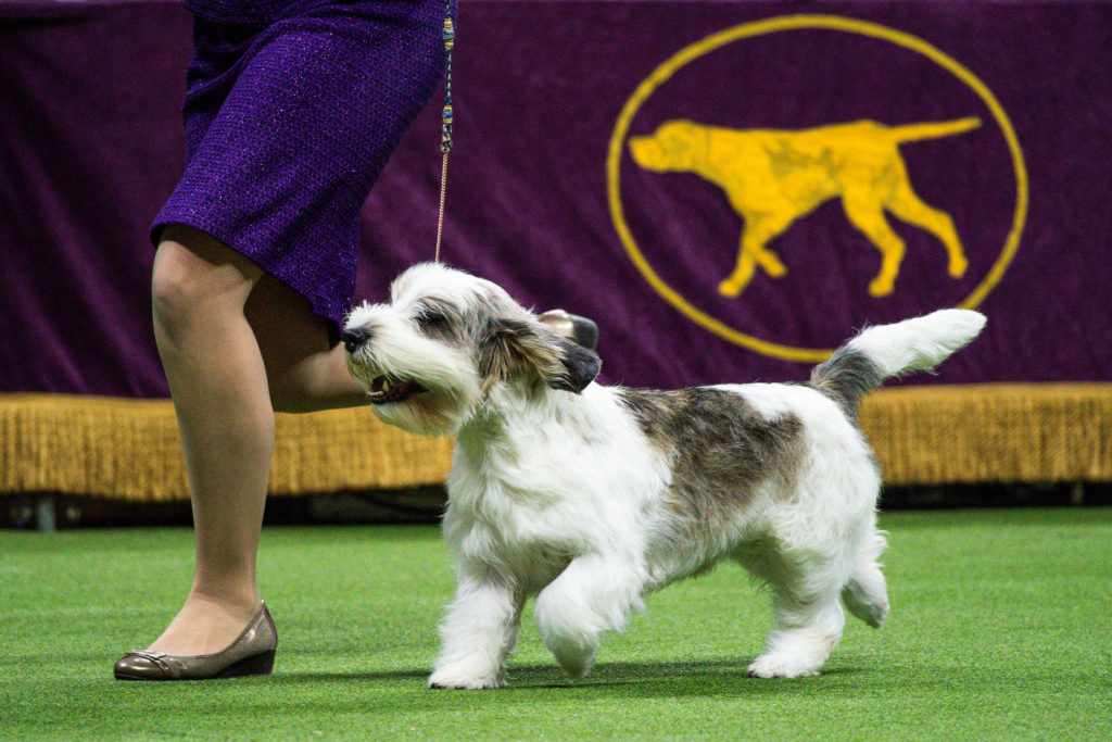 Αυτός είναι ο σκύλος που κέρδισε σε διεθνές «Dog Show» ανάμεσα σε 2.500 διαγωνιζόμενους