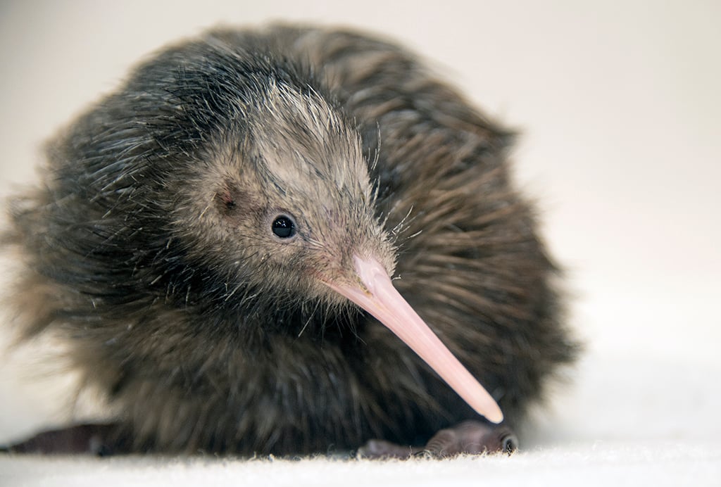 Ζωολογικός κήπος των ΗΠΑ προκάλεσε την αντίδραση της Νέας Ζηλανδίας και ζήτησε συγγνώμη – Όλα έγιναν για ένα πουλί