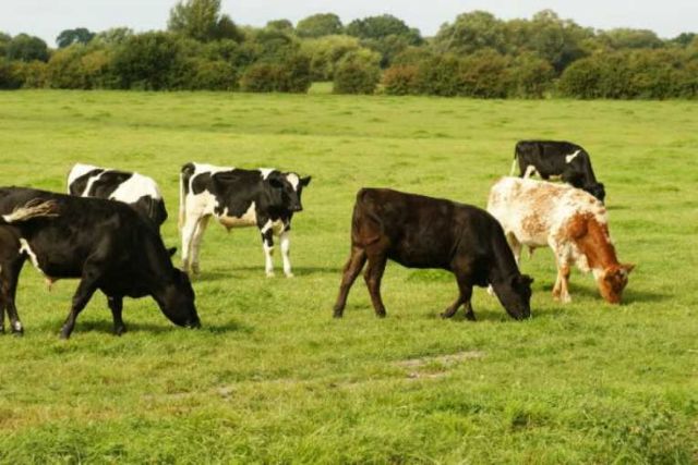 Θανατηφόρα νόσος που πλήττει τα βοοειδή εντοπίστηκε σε περιοχές της νότιας Ευρώπης