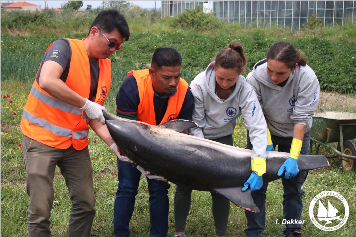 Αιγαίο: Δύο νεκρά δελφίνια σήμαναν συναγερμό για τις περιβαλλοντικές οργανώσεις