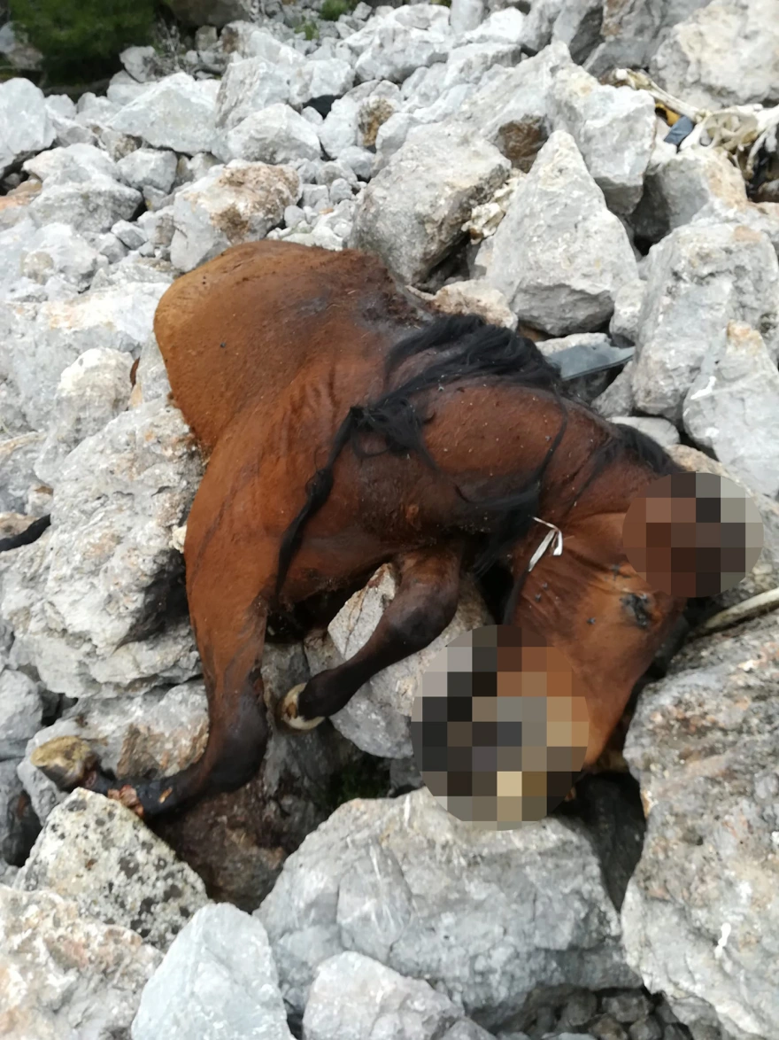 Νεκρά άλογα στην Πάρνηθα: Τα πέταξαν οι ιδιοκτήτες τους ζωντανά και παραδόθηκαν στους τραυματισμούς