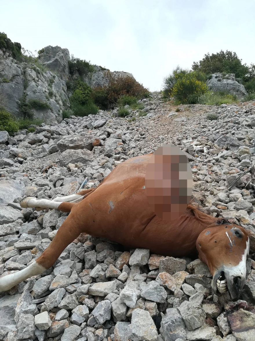 Νεκρά άλογα στην Πάρνηθα: Τα πέταξαν οι ιδιοκτήτες τους ζωντανά και παραδόθηκαν στους τραυματισμούς