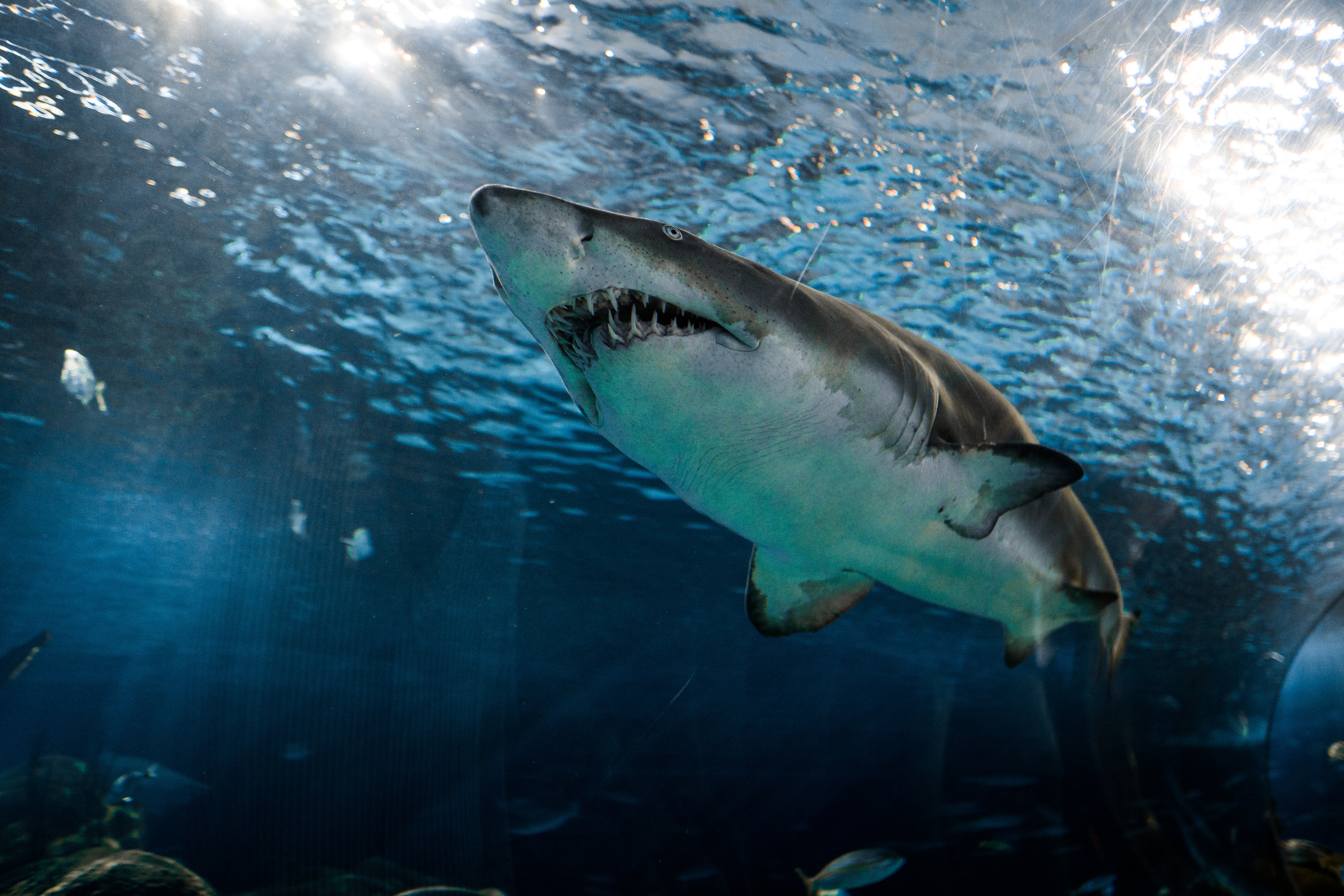Φλόριντα: Επιστήμονες ανησυχούν αν καρχαρίες γίνονται χρήστες κοκαΐνης – Πώς συμβαίνει αυτό;