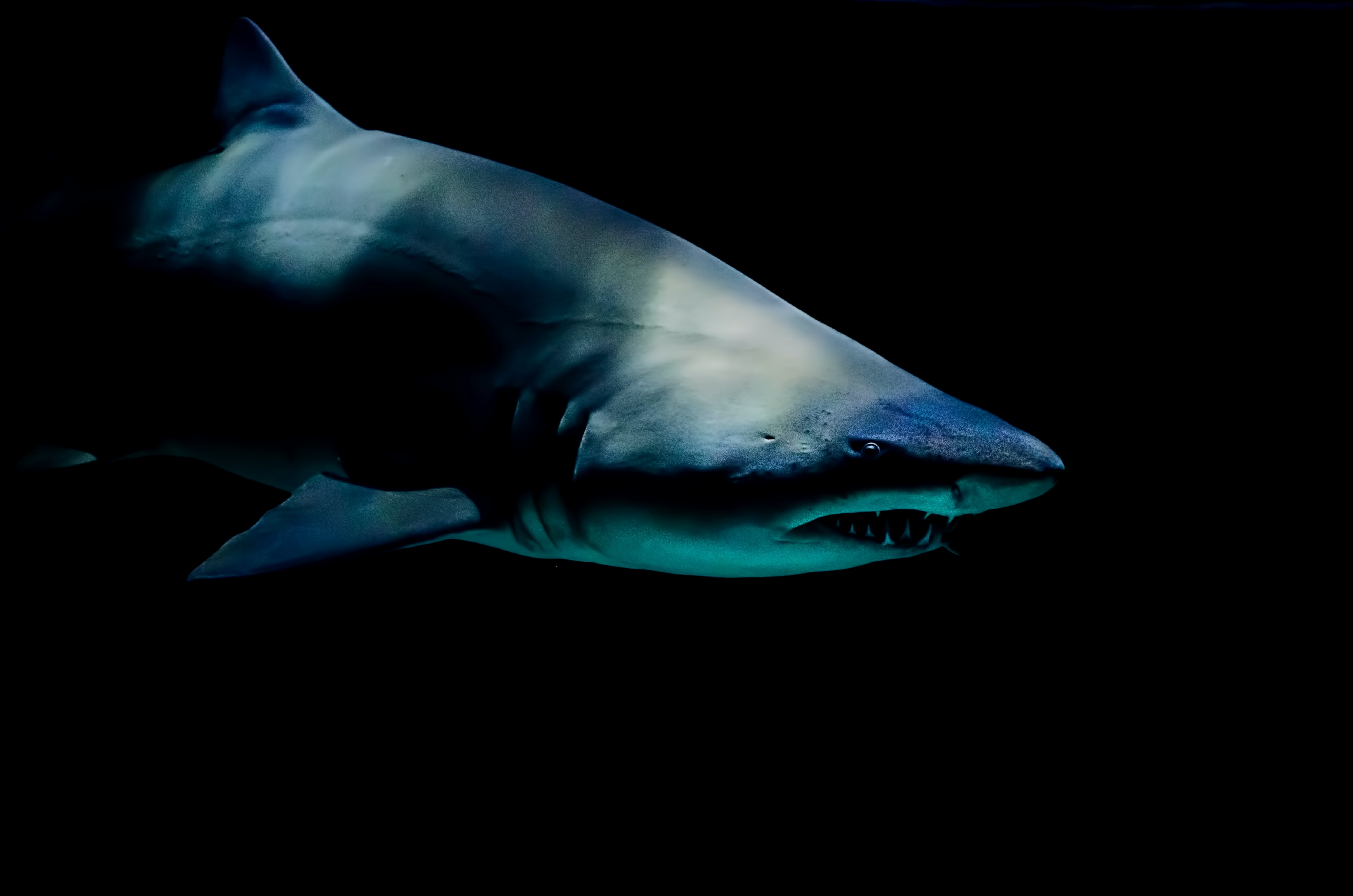 Σέριφος: Καρχαρίας 3 μέτρων κολυμπάει δίπλα σε παρέα νεαρών (Βίντεο)