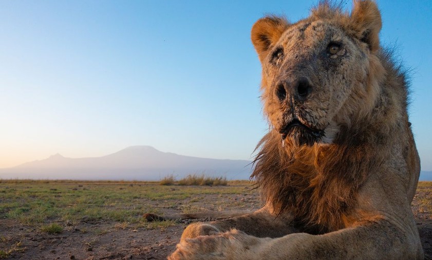 Σκοτώθηκε ο Λουνκίτο, ένα από τα γηραιότερα λιοντάρια στον κόσμο