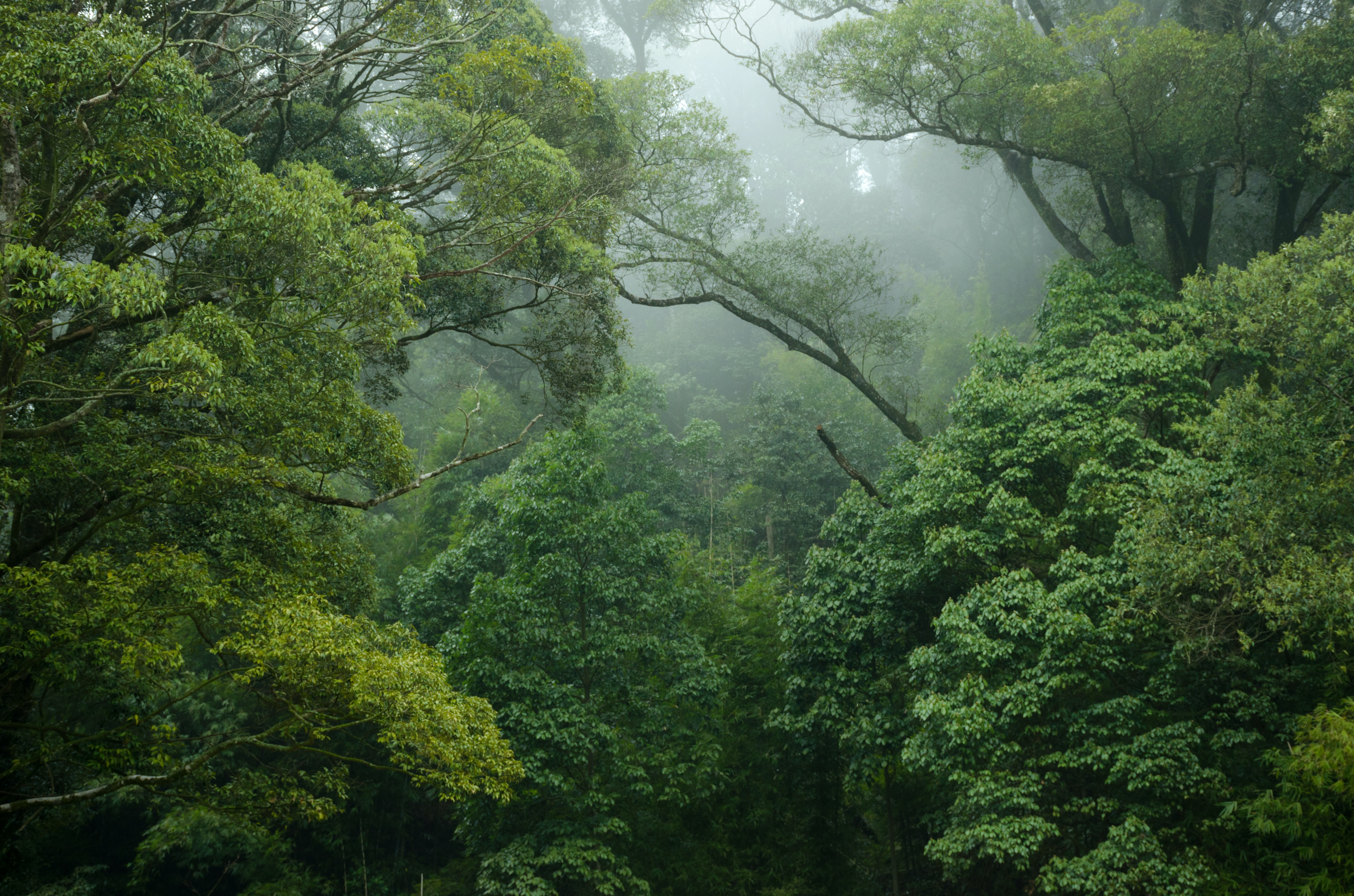 Αμαζόνιος: Μειώθηκε κατά 68% η αποψίλωση του τροπικού δάσους