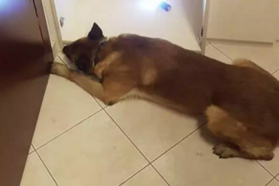 Σκύλος της ΕΛΑΣ με πολύ καλή μύτη ξεθάβει 6 κιλά κοκαΐνη στη Θεσσαλονίκη (vid)