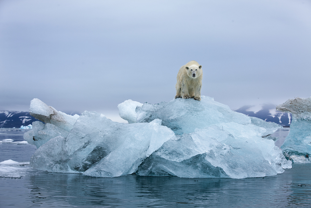 Αρκτική: Μεγάλος ο κίνδυνος να χαθεί ο καλοκαιρινός πάγος