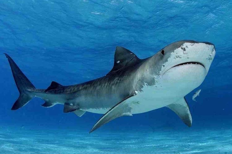 Αίγυπτος: Στην κοιλιά του καρχαρία-τίγρη βρέθηκαν τα λείψανα του 23 χρόνου Ρώσου